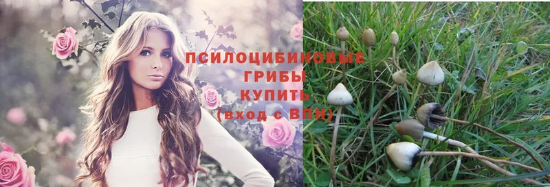 Псилоцибиновые грибы Psilocybe  omg ссылки  Весьегонск 